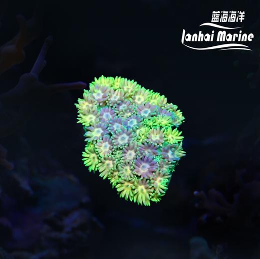 极品宝石花 商品图0