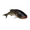 【鲜活】A胖头鱼（2500±50g）多退少补（默认不收拾，收拾请备注） 商品缩略图1