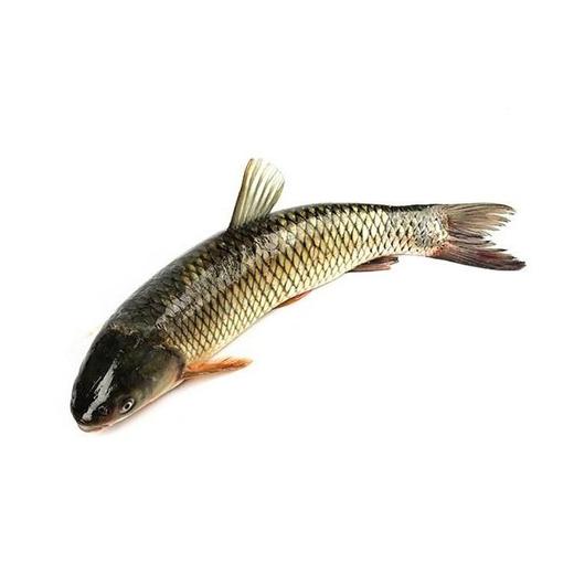 【鲜活】A草鱼（1700g）多退少补（默认不收拾，收拾请备注） 商品图1
