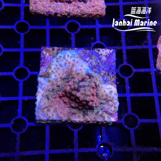 人工粉豆丁 商品图1
