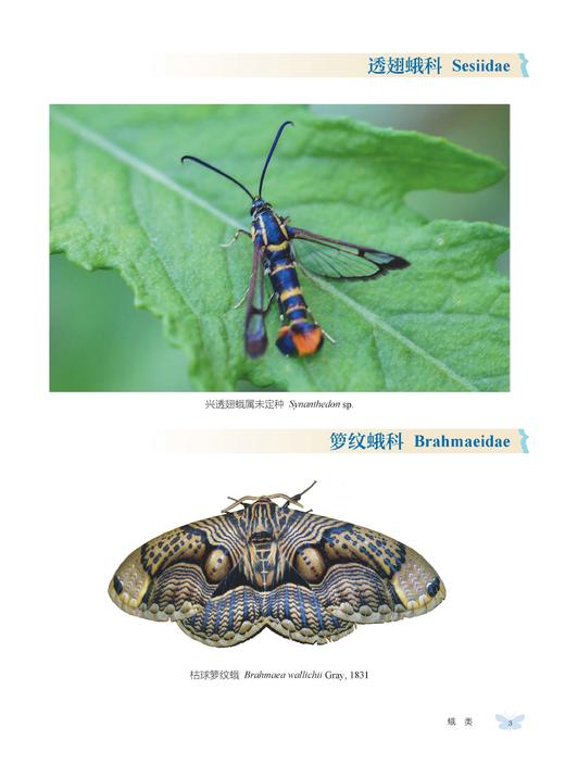 云南鳞翅目观赏昆虫图谱 易传辉等 9787030856838 商品图7
