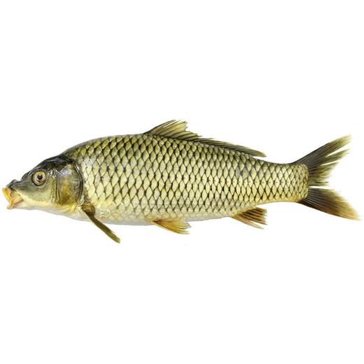 【鲜活】A精品鲤鱼（约1200g）多退少补（默认不收拾，收拾请备注） 商品图1