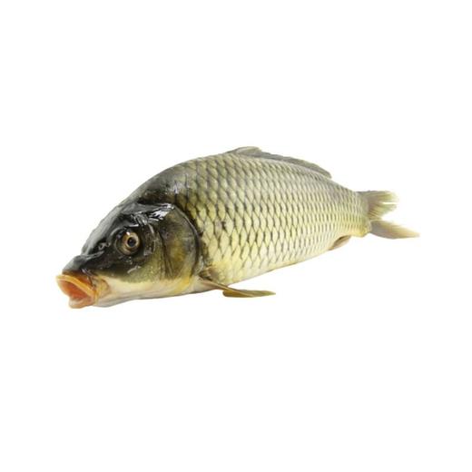 【鲜活】镜面鲤鱼(1500g)多退少补（默认不收拾，收拾请备注） 商品图1