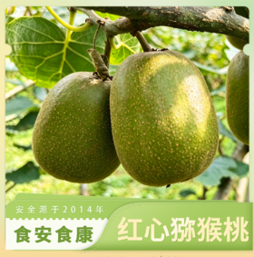 生态红心猕猴桃|梓盟