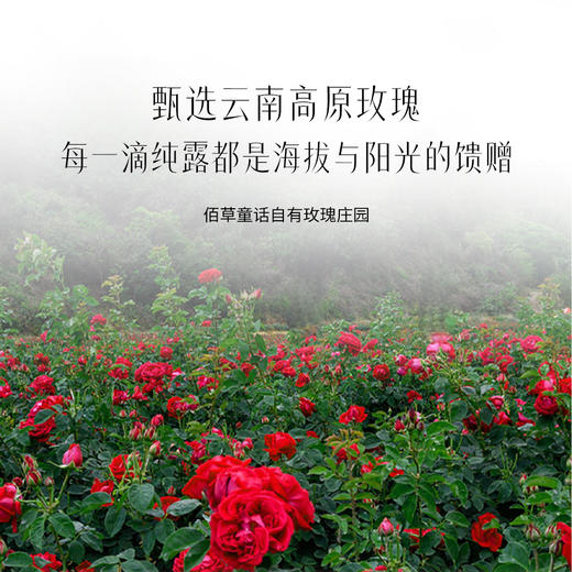 【买一送一 赠30ml喷雾瓶】“中国科学院联合研发”云南西草*佰草童话玫瑰纯露 爽肤水补水保湿 500ml*2瓶 商品图3