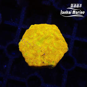 人工金提灯