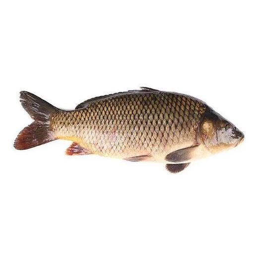 【鲜活】A鲤鱼（约1200g）多退少补（默认不收拾，收拾请备注） 商品图1