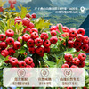 榅桲儿发酵山楂饮料 商品缩略图1