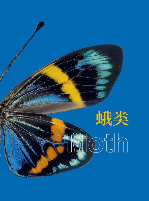 云南鳞翅目观赏昆虫图谱 易传辉等 9787030856838 商品图13