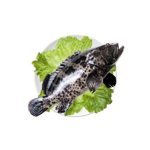 【鲜活】石斑鱼(800g±50g)多退少补 默认不收拾收拾请备注 商品图1