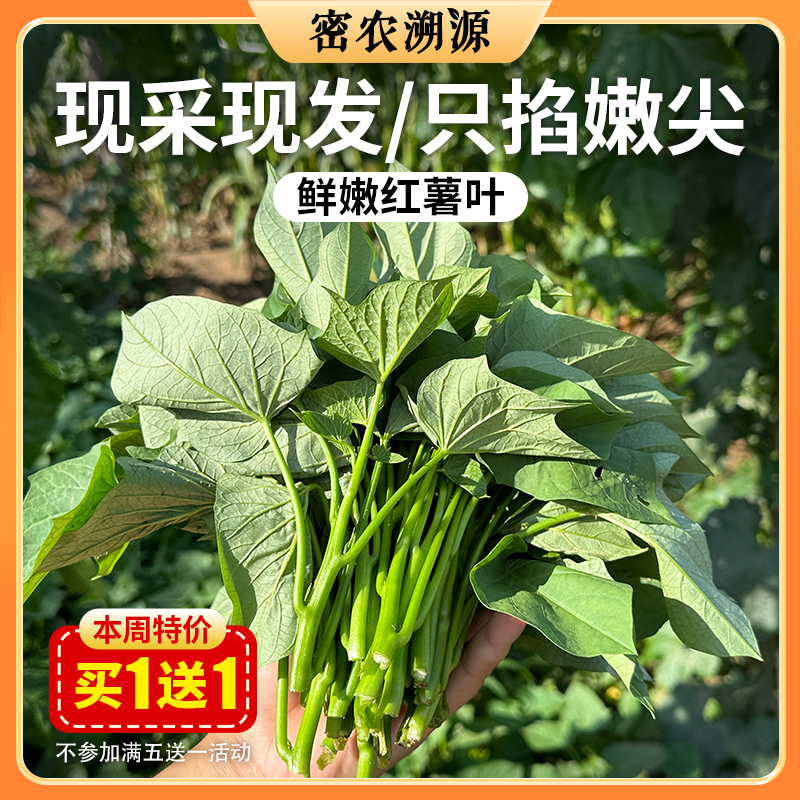 密云新鲜现摘红薯叶300g    农家肥种植  鲜嫩可口  吃法多样