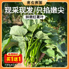 密云新鲜现摘红薯叶300g    农家肥种植  鲜嫩可口  吃法多样 商品缩略图0