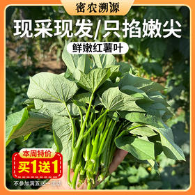 密云新鲜现摘红薯叶300g    农家肥种植  鲜嫩可口  吃法多样