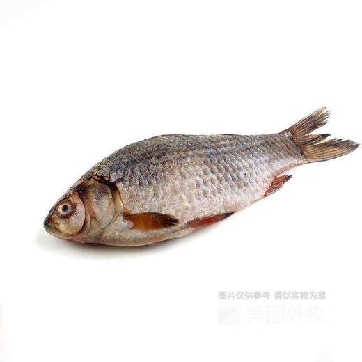 【鲜活】鲫鱼(350g±30g)（默认不收拾，收拾请备注） 商品图1