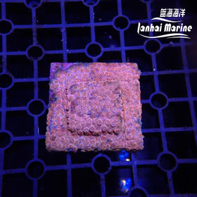 人工粉豆丁