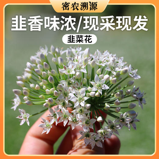 密云新鲜韭菜花500g 现摘嫩韭花天然花骨朵 可做韭菜花酱时令蔬菜 商品图0
