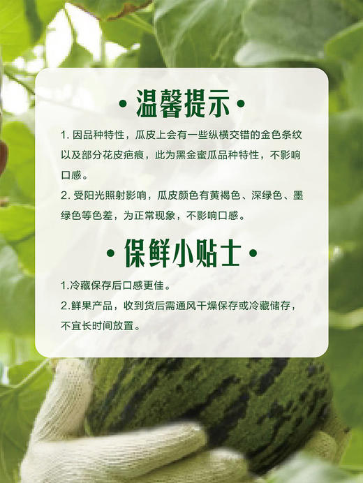 MM 山姆 黑金蜜瓜 ≈1.75kg*1/2个 商品图7