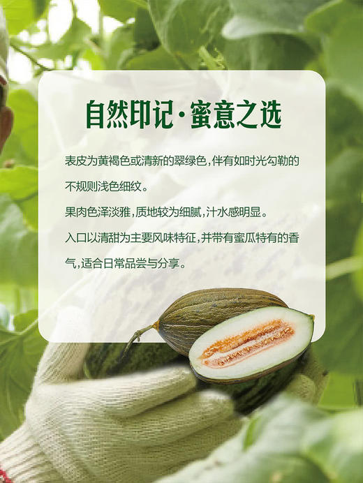 MM 山姆 黑金蜜瓜 ≈1.75kg*1/2个 商品图4