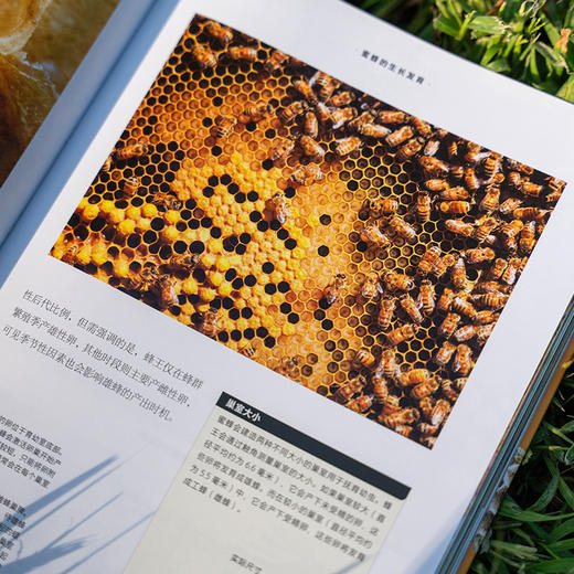 普林斯顿大学生物图鉴：蜜蜂，讲述蜜蜂物种及其生态学特征，含两万种蜜蜂，辅以照片与插图对代表物种进行深度解析 昆虫科普生物图鉴 商品图2