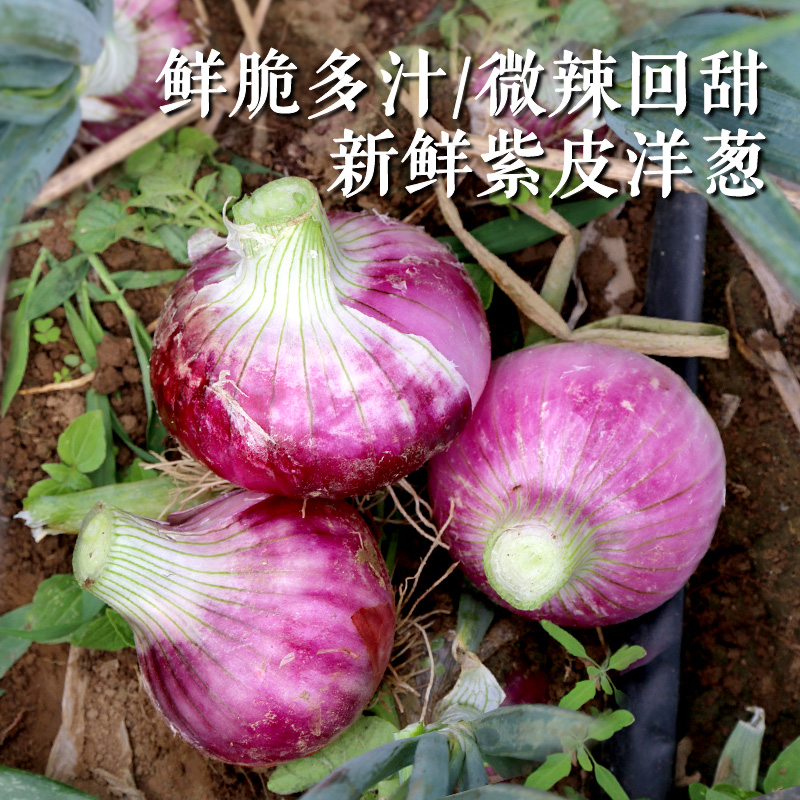 安心优选 新鲜紫皮洋葱500g 颜色鲜亮  清脆爽口 微辣味浓  凉拌炒食均佳  葱头