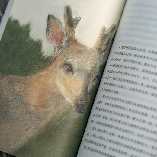 自然的回响系列：河上一周/夏日走过山间/寂静的春天/沙乡年鉴 自然文学 经典著作 全新插图 散文游记 商品图4