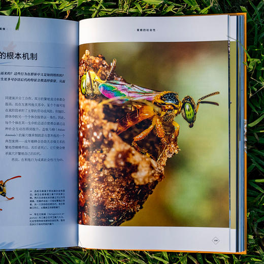 普林斯顿大学生物图鉴：蜜蜂，讲述蜜蜂物种及其生态学特征，含两万种蜜蜂，辅以照片与插图对代表物种进行深度解析 昆虫科普生物图鉴 商品图4