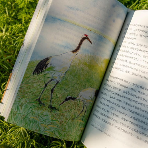 自然的回响系列：河上一周/夏日走过山间/寂静的春天/沙乡年鉴 自然文学 经典著作 全新插图 散文游记 商品图9