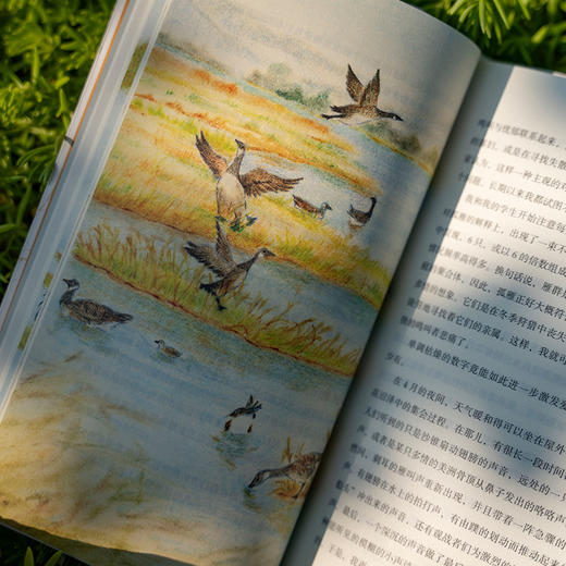 自然的回响系列：河上一周/夏日走过山间/寂静的春天/沙乡年鉴 自然文学 经典著作 全新插图 散文游记 商品图6