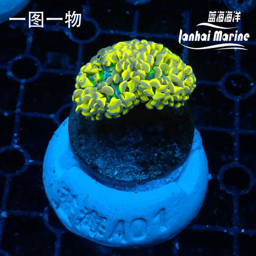 人工印尼虎纹金火柴 商品图2