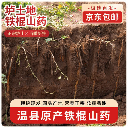 【京东直发】2026温县垆土新鲜铁棍山药原产地发货5斤装（预售9.5日前发货，送红枣） 商品图1