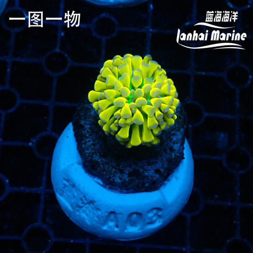 人工印尼虎纹金火柴 商品图0