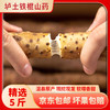 【京东直发】2026温县垆土新鲜铁棍山药原产地发货5斤装（预售9.5日前发货，送红枣） 商品缩略图4