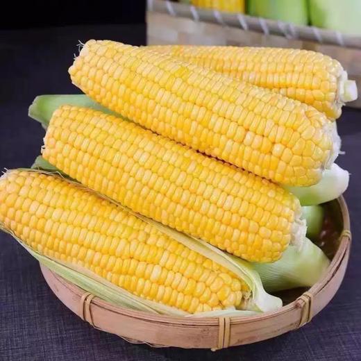 【9.9元6根】新鲜玉米 颗粒饱满黄家村太阳花玉米6根装 商品图1