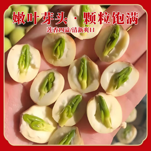 【色泽鲜嫩 自然原生】硕果田间 莲子心茶 汤色澄澈透亮 入口味苦而后回甘 60g/罐 商品图3