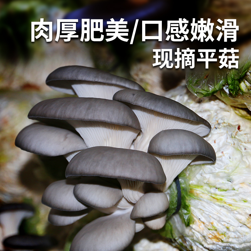 新鲜现采平菇 300g   肉厚肥嫩  口感鲜美  蘑菇