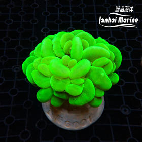 荧光绿气泡
