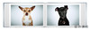 【现货】Rescue Me: Dog Adoption Portraits and Stories from New York City / 救救我：纽约市狗狗领养肖像与故事 商品缩略图4