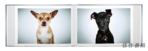 【现货】Rescue Me: Dog Adoption Portraits and Stories from New York City / 救救我：纽约市狗狗领养肖像与故事 商品图4