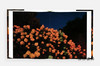 【现货】Alex Webb and Rebecca Norris Webb: Brooklyn  The City Within / 亚历克斯·韦伯 和 丽贝卡·诺里斯·韦伯：布鲁克林，内在之城 商品缩略图2