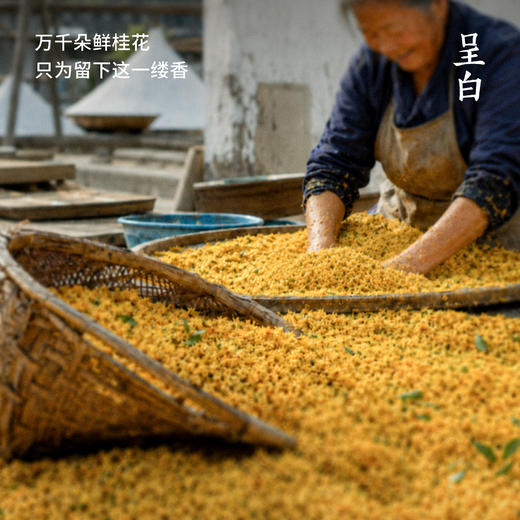 呈白金桂线香 满堂皆桂香气悠悠 百万鲜桂花凝1公斤桂花浸膏 冥想抄经静心养气净化空间异味【礼盒款：线香+线插】 商品图2