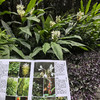 昆明植物园常见植物图鉴 商品缩略图3