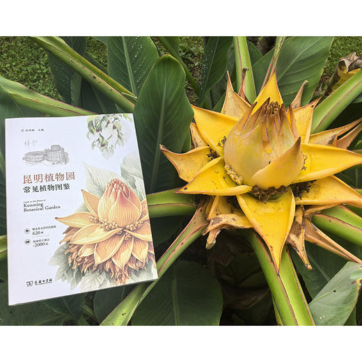 昆明植物园常见植物图鉴 商品图2