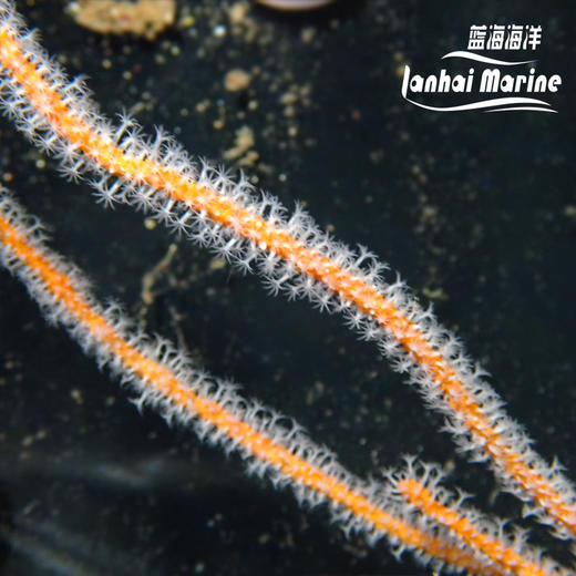 橙海柳-白花 商品图2