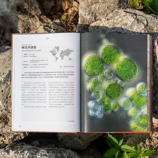 普林斯顿大学生物图鉴：地衣，结合数百幅微观摄影讲述地衣及其生态学特征 生态学微观世界科普图鉴 商品图3