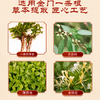 【中国台湾原装】植英房·金门一条根·精油贴布 10贴/袋 商品缩略图3