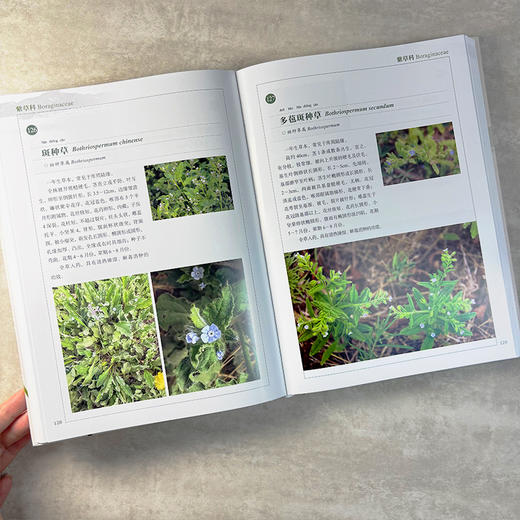 北京密云水库植物图鉴 张清靖等 9787030859617 商品图4