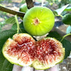 【青皮鲜果 轻烘慢烤】春江月 青皮无花果干 便携袋装 日常解馋小零食 80g/袋 商品缩略图8