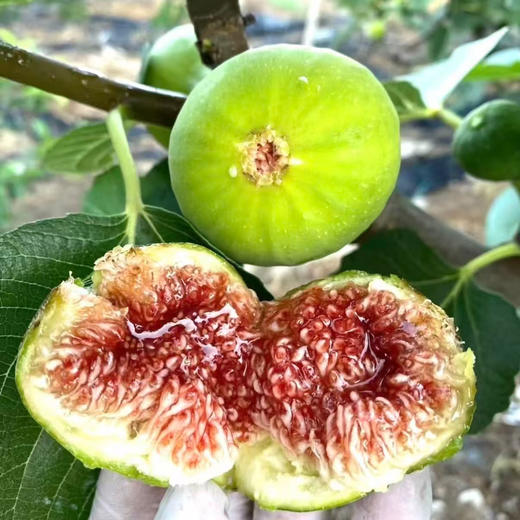 【青皮鲜果 轻烘慢烤】春江月 青皮无花果干 便携袋装 日常解馋小零食 80g/袋 商品图8