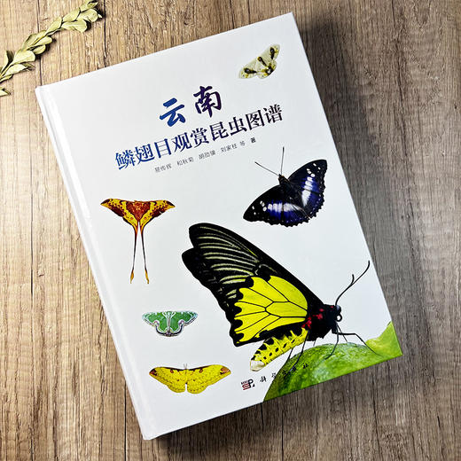 云南鳞翅目观赏昆虫图谱 易传辉等 9787030856838 商品图1