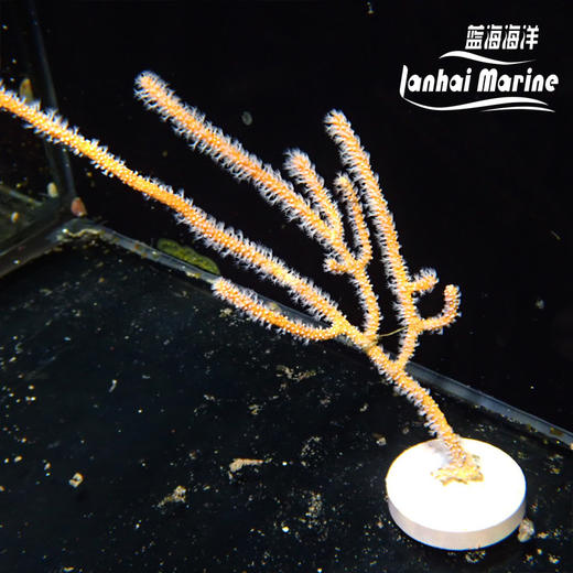 橙海柳-白花 商品图3